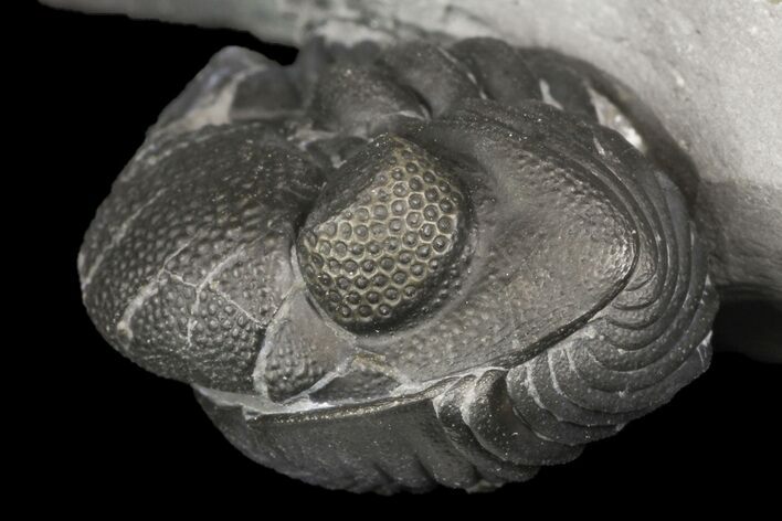 Wide, Enrolled Eldredgeops Trilobite Fossil - New York #164425
